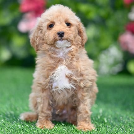 Mini Goldendoodle puppy named Camilla