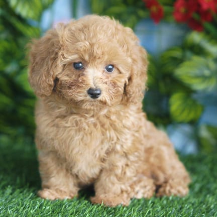 Mini Poodle puppy named Sassy