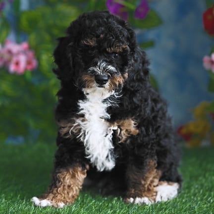 Mini Poodle puppy named Denali