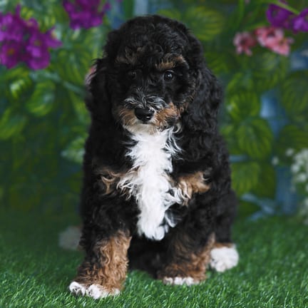 Mini Poodle puppy named Denali