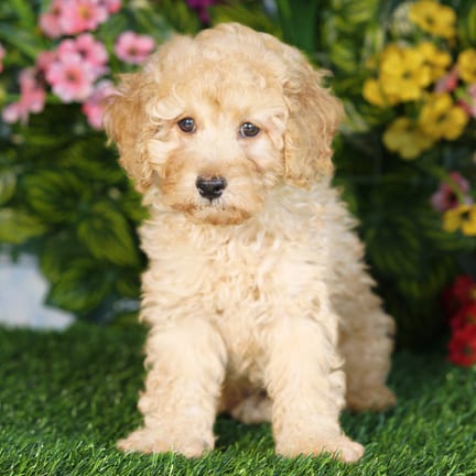Mini Poodle puppy named Taco