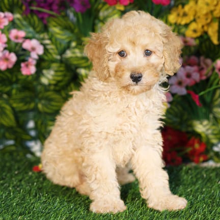 Mini Poodle puppy named Taco