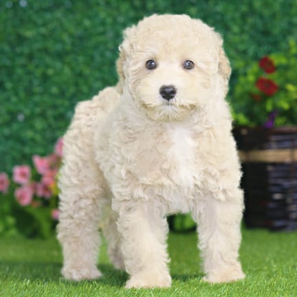 Mini Poodle puppy named Champ