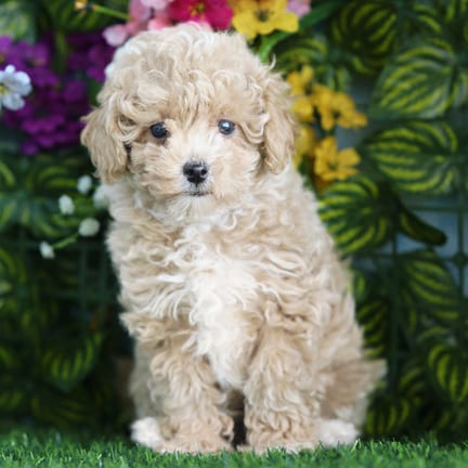 Mini Poodle puppy named Gus