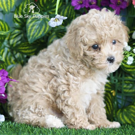 Mini Poodle puppy named Gus