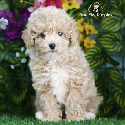 Mini Poodle puppy named Gus