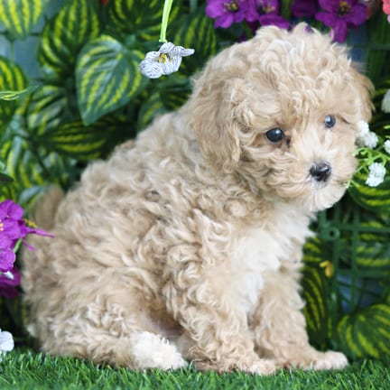 Mini Poodle puppy named Gus