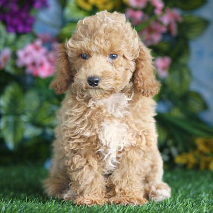 Mini Poodle puppy named Socks