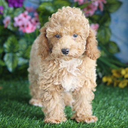 Mini Poodle puppy named Socks