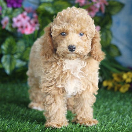 Mini Poodle puppy named Socks