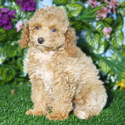 Mini Poodle puppy named Socks