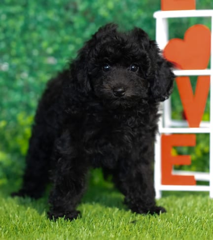 Mini Poodle puppy named Quinn