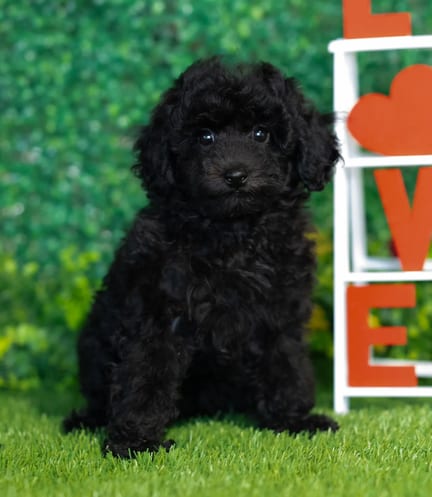 Mini Poodle puppy named Quinn