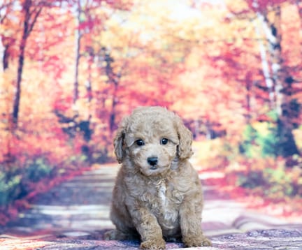 Mini Poodle puppy named Otis