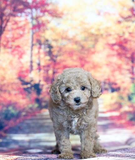Mini Poodle puppy named Otis