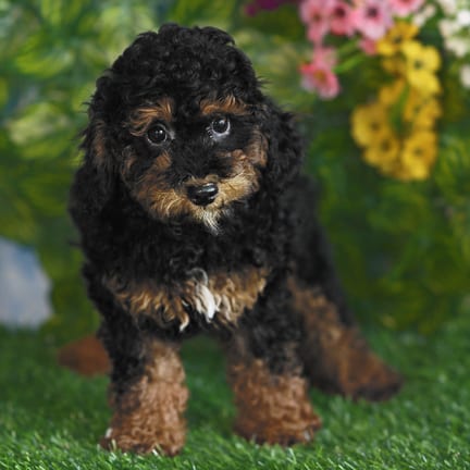 Mini Poodle puppy named Jacob