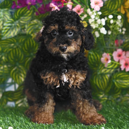 Mini Poodle puppy named Jacob