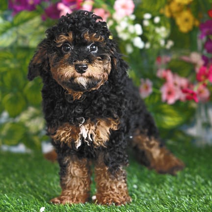 Mini Poodle puppy named Jacob
