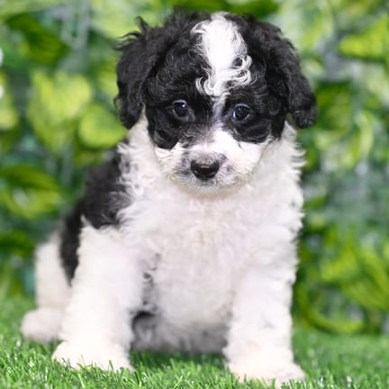 Mini Poodle puppy named Inari