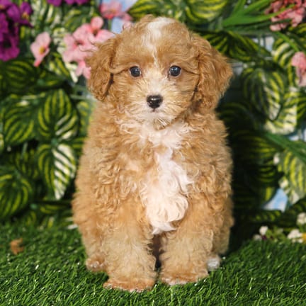 Mini Poodle puppy named Brooks