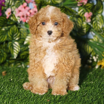 Mini Poodle puppy named Brooks
