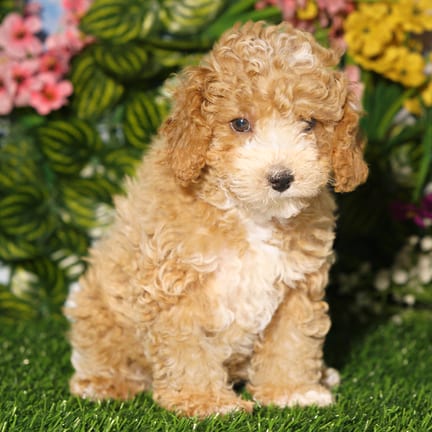 Mini Poodle puppy named Beauty