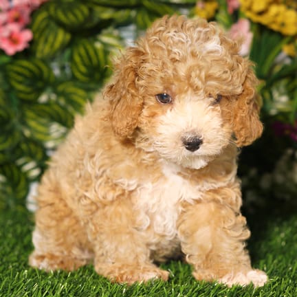 Mini Poodle puppy named Beauty