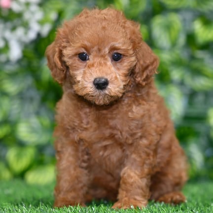 Mini Poodle puppy named Jake