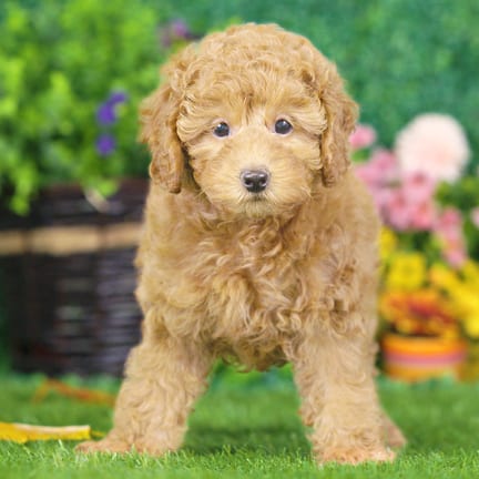 Mini Poodle puppy named Nina