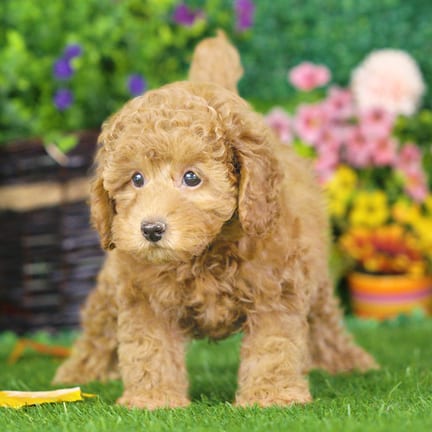 Mini Poodle puppy named Nina