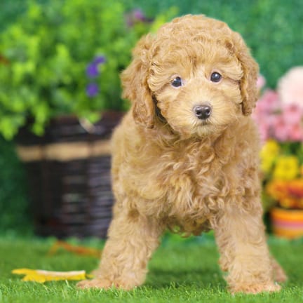 Mini Poodle puppy named Nina