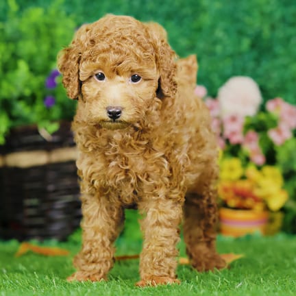 Mini Poodle puppy named Harley