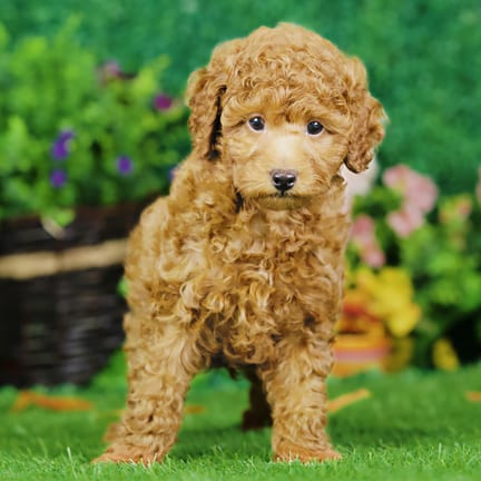 Mini Poodle puppy named Harley