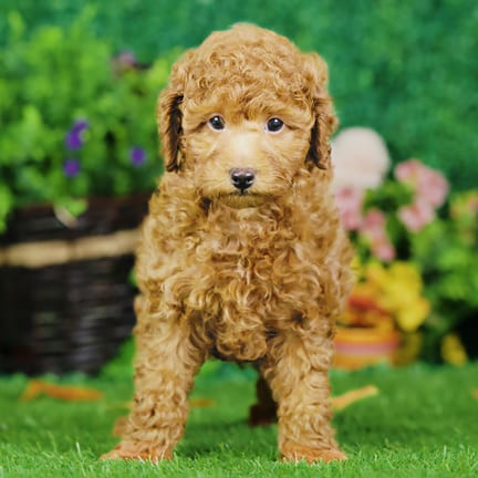 Mini Poodle puppy named Harley