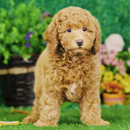 Mini Poodle puppy named Alford