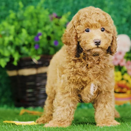 Mini Poodle puppy named Alford
