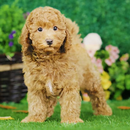 Mini Poodle puppy named Alford