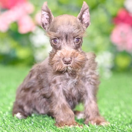 Mini Schnauzer puppy named Wallace