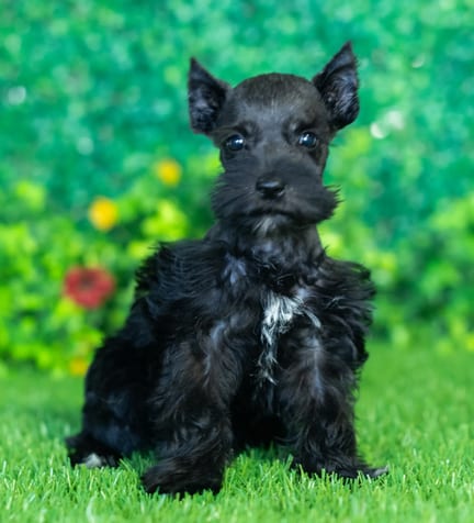 Mini Schnauzer puppy named Hope
