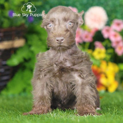 Mini Schnauzer puppy named Vernon