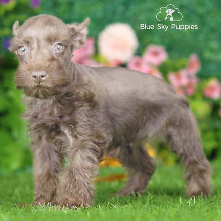 Mini Schnauzer puppy named Vernon
