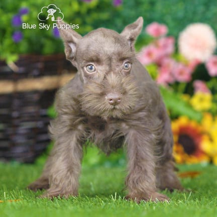 Mini Schnauzer puppy named Scooby