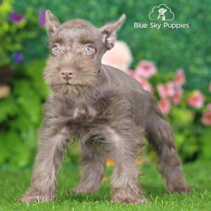 Mini Schnauzer puppy named Scooby