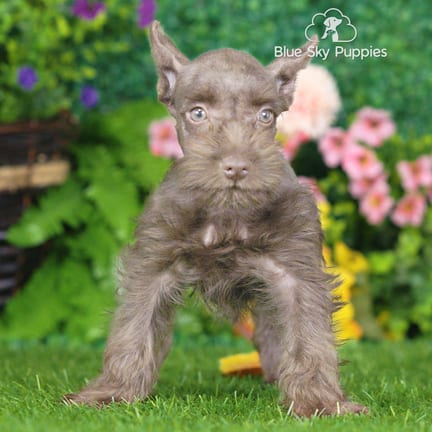 Mini Schnauzer puppy named Scooby