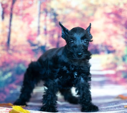 Mini Schnauzer puppy named Cordelia