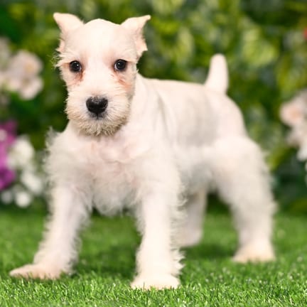 Mini Schnauzer puppy named Bradford