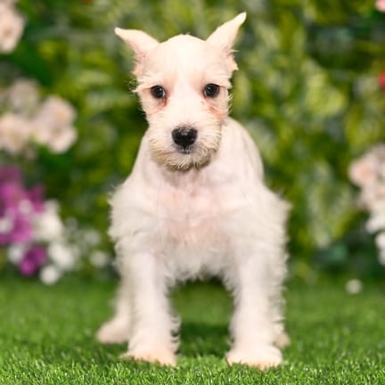 Mini Schnauzer puppy named Bradford