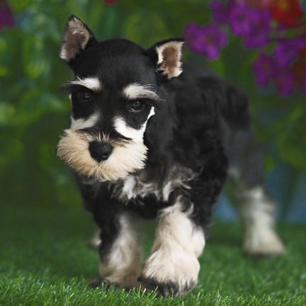 Mini Schnauzer puppy named Hugh