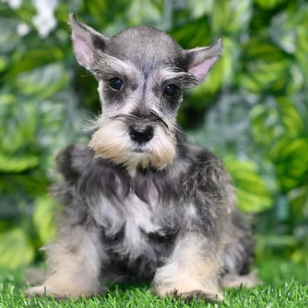 Mini Schnauzer puppy named Daisy