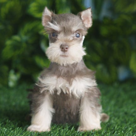 Mini Schnauzer puppy named Betty